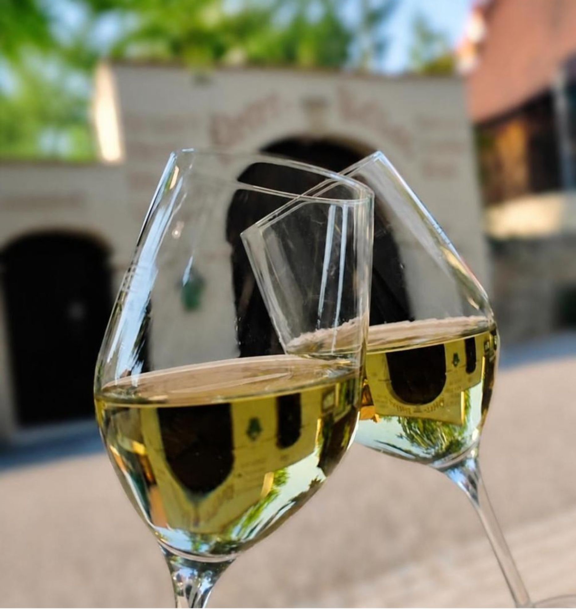 freitags.WEIN | Weingut Vincenz Richter